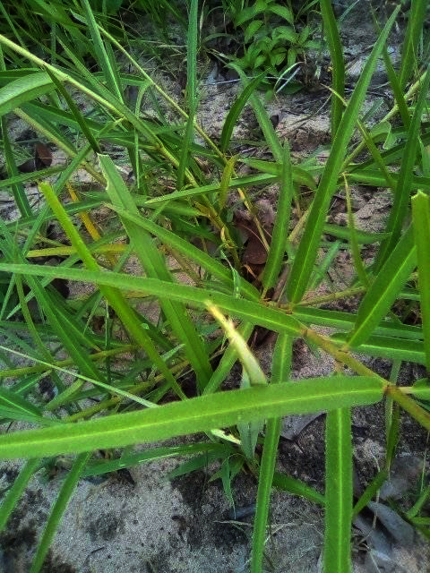 Stathmostelma fornicatum subsp. fornicatum