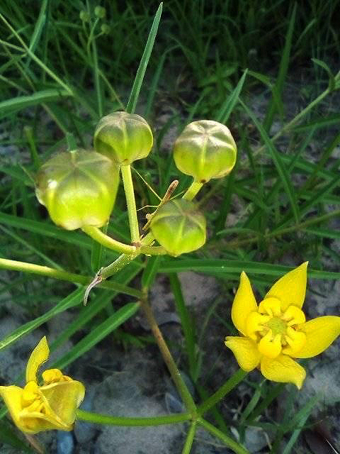 Stathmostelma fornicatum subsp. fornicatum