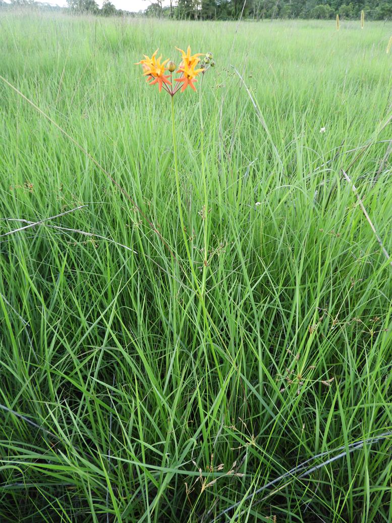 Stathmostelma pauciflorum