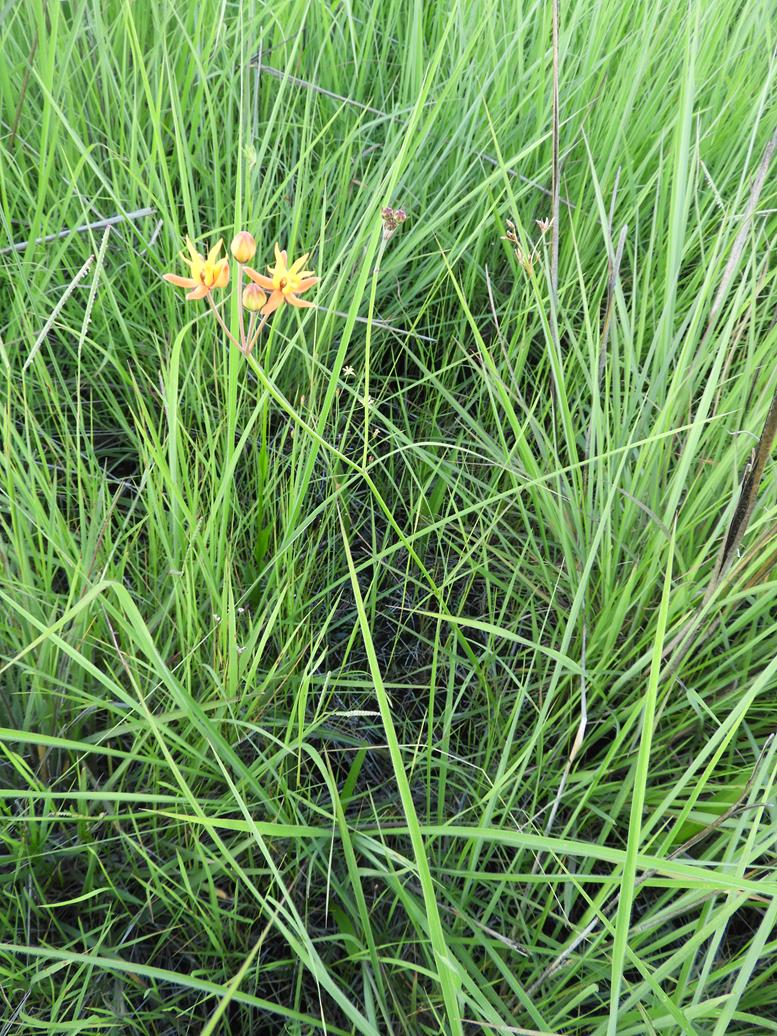 Stathmostelma pauciflorum