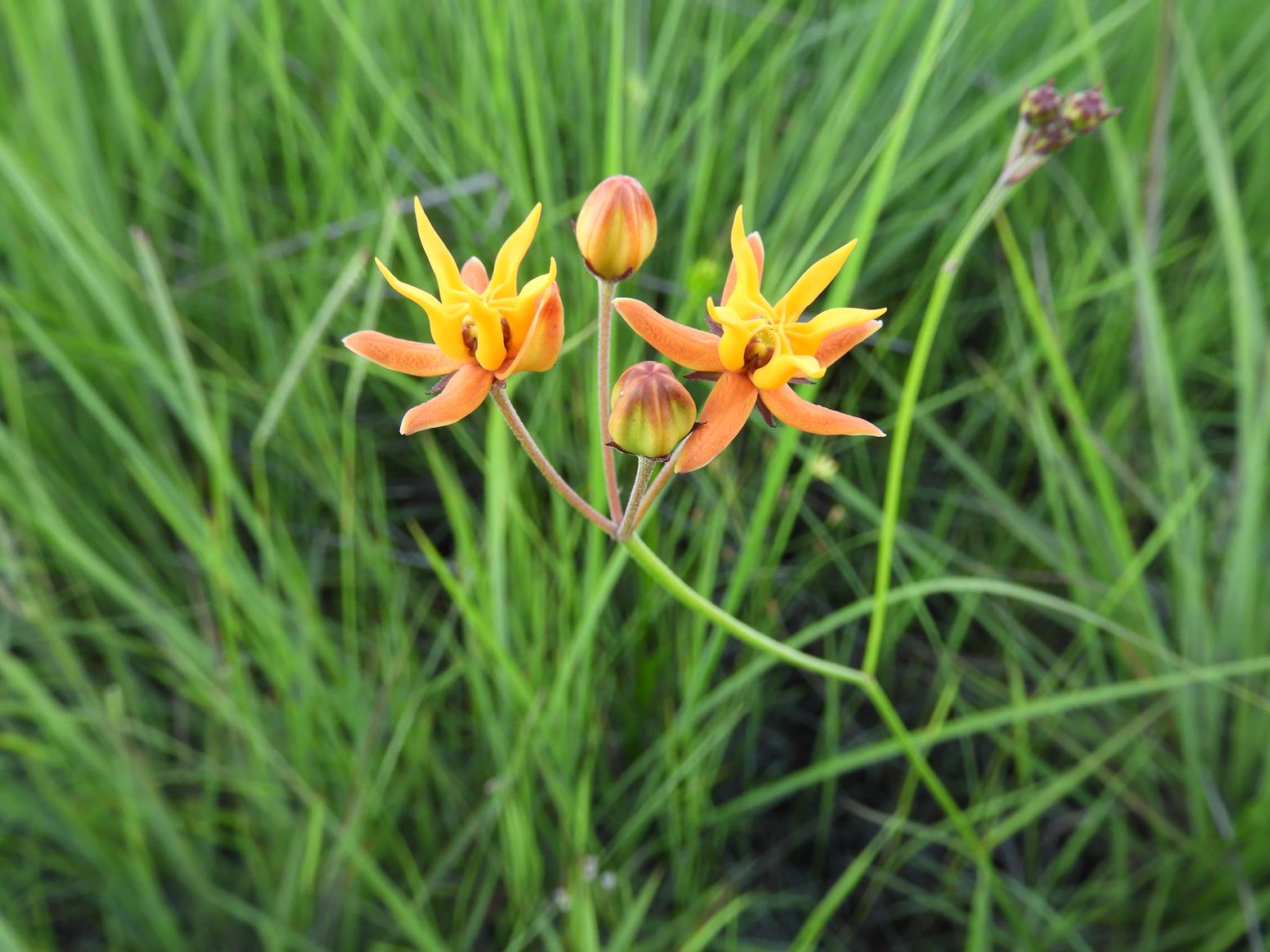 Stathmostelma pauciflorum