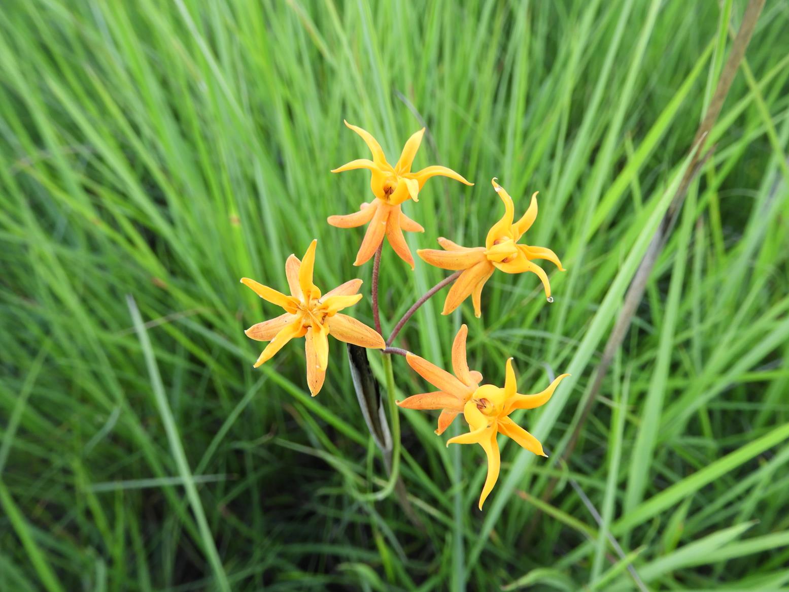 Stathmostelma pauciflorum