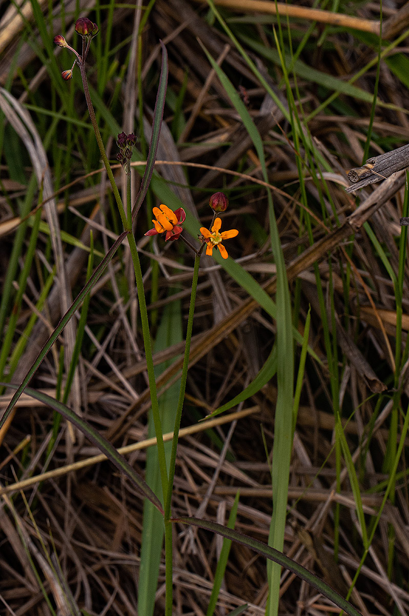 Stathmostelma pauciflorum