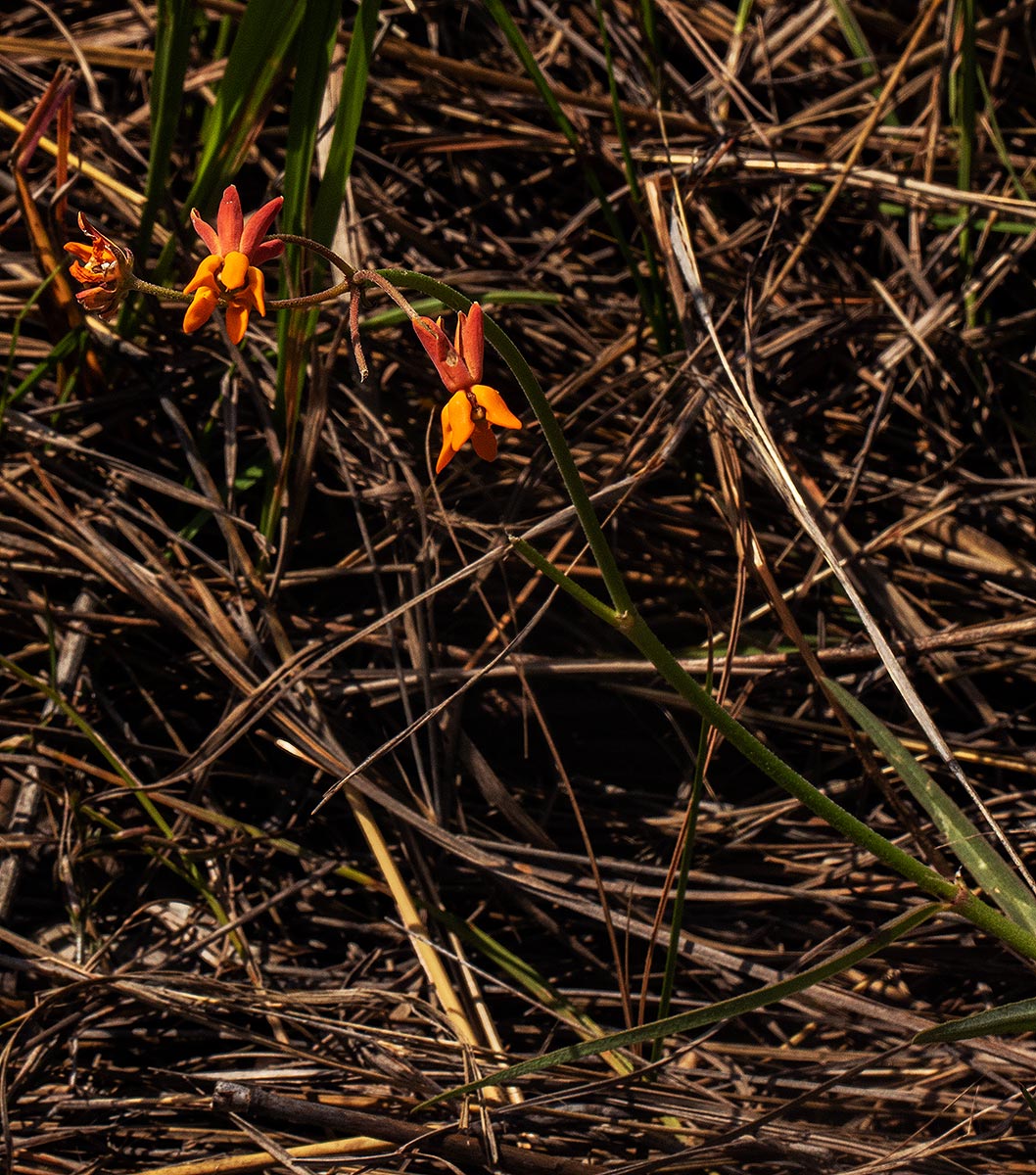 Stathmostelma pauciflorum