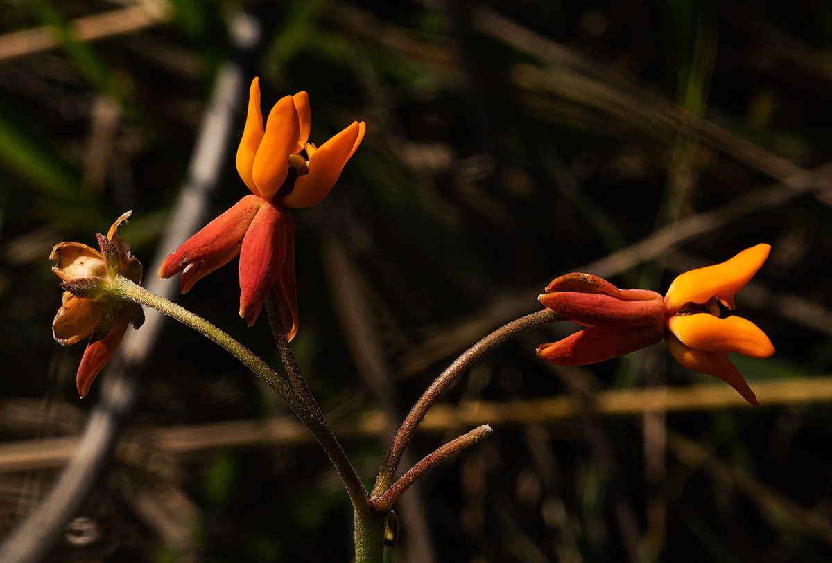 Stathmostelma pauciflorum