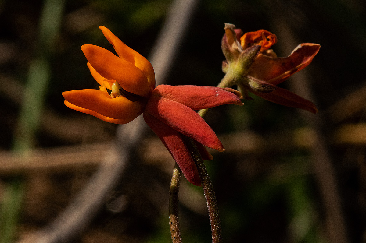 Stathmostelma pauciflorum