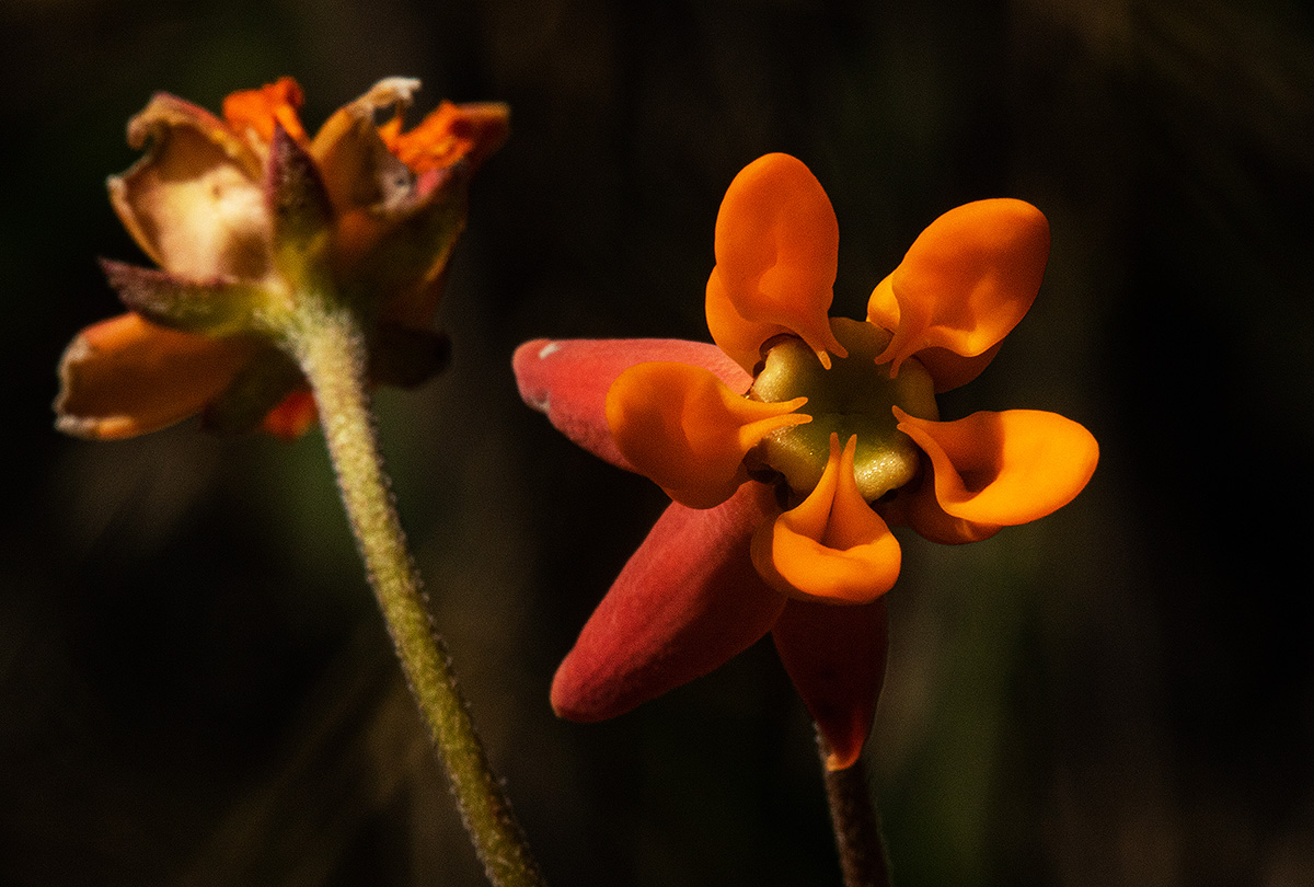 Stathmostelma pauciflorum