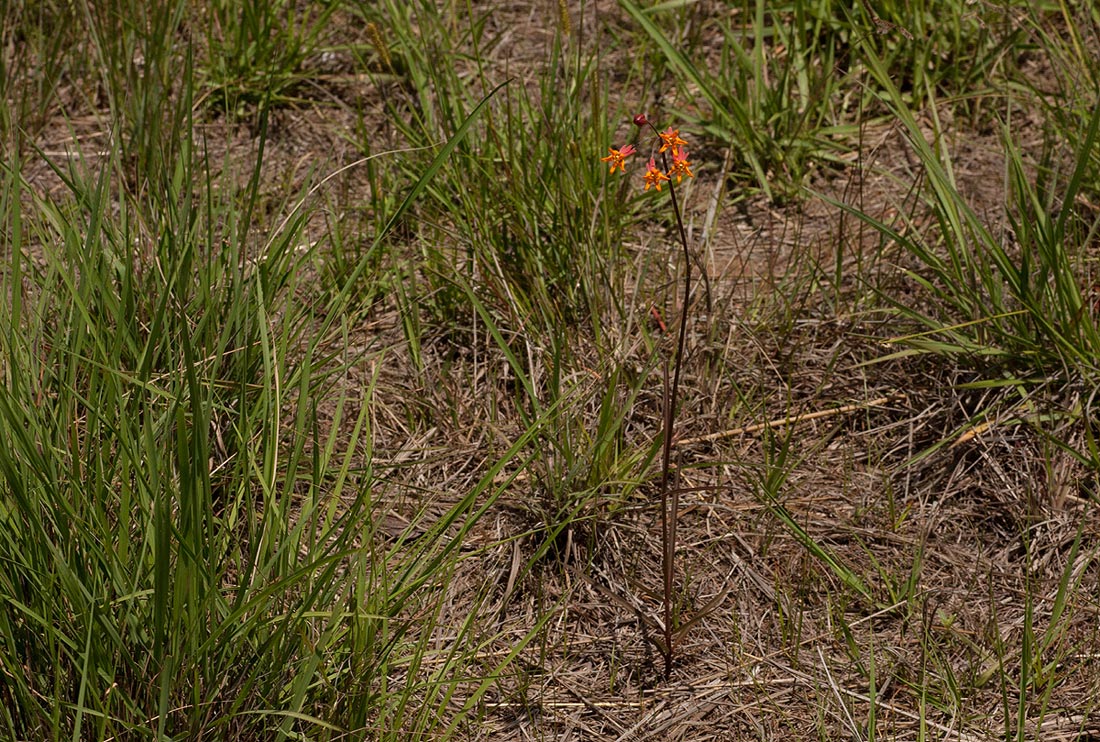 Stathmostelma pauciflorum Stathmostelma pauciflorum