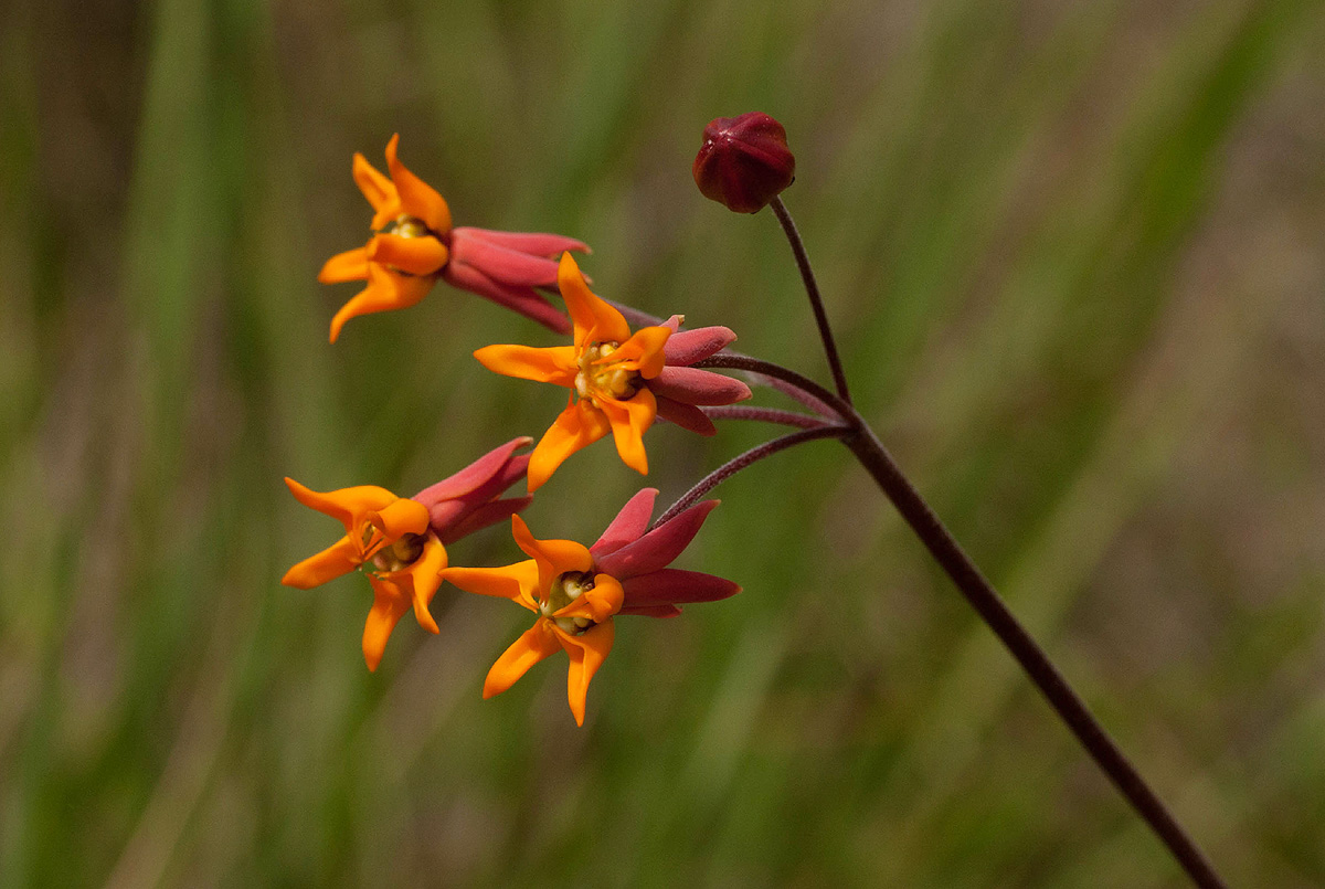 Stathmostelma pauciflorum