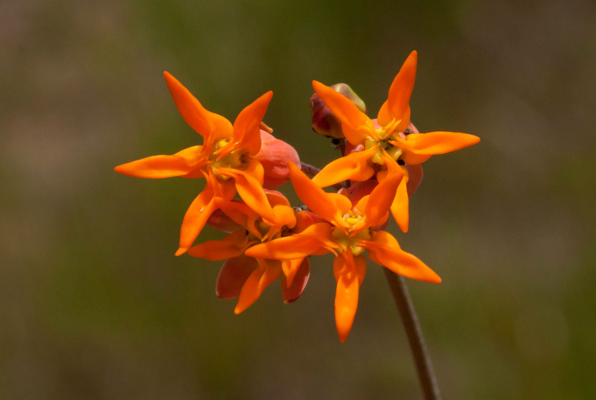 Stathmostelma pauciflorum