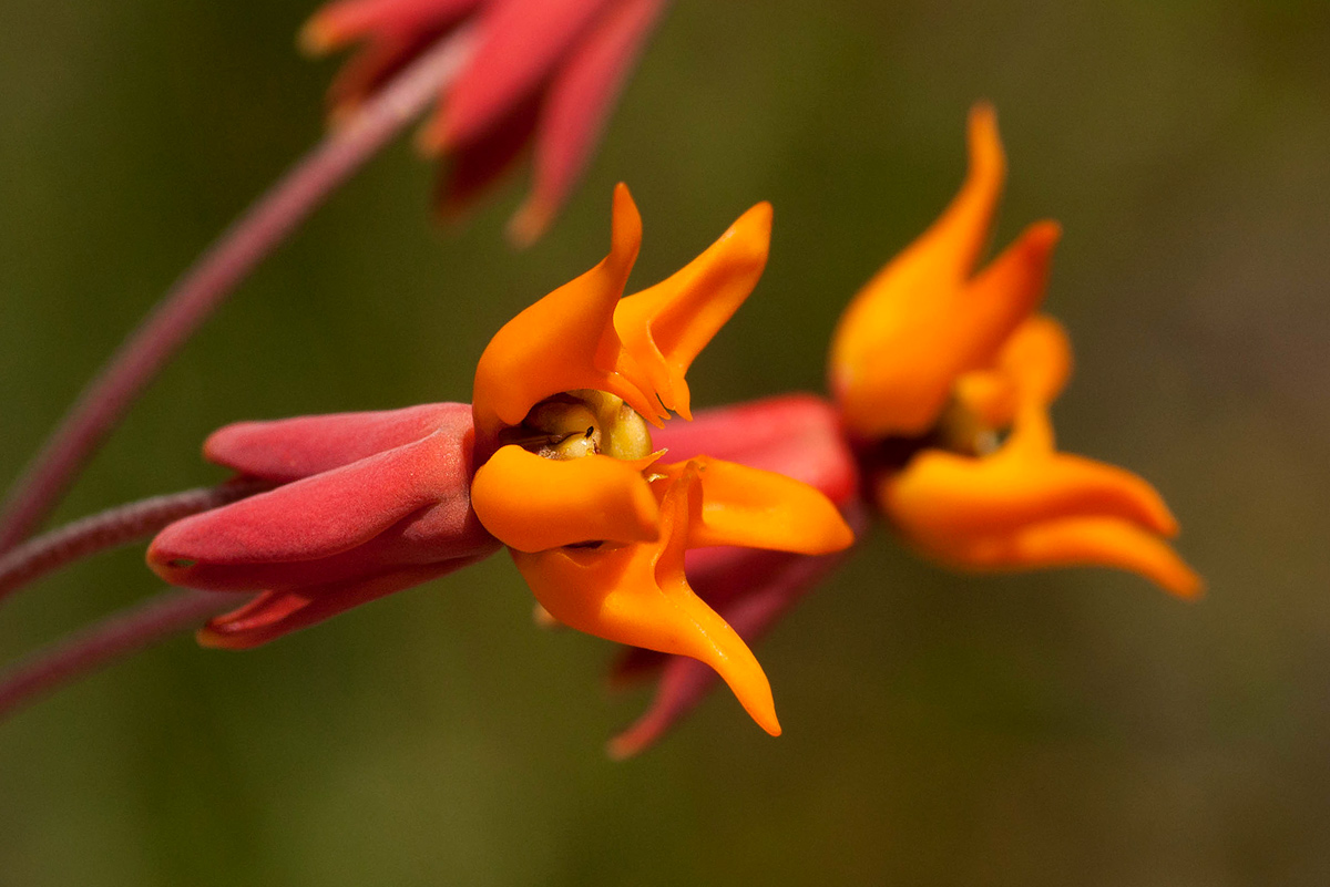Stathmostelma pauciflorum