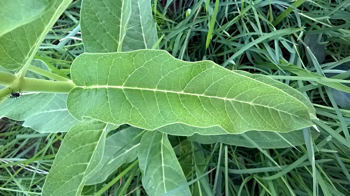 Stathmostelma spectabile subsp. spectabile