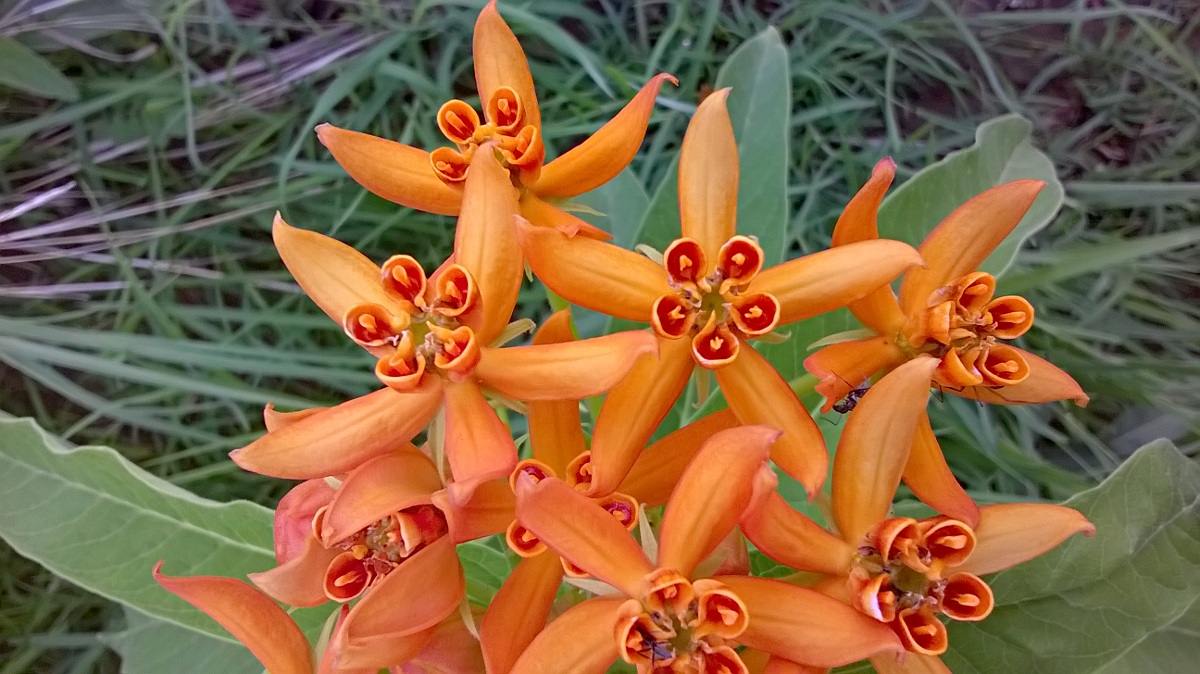 Stathmostelma spectabile subsp. spectabile