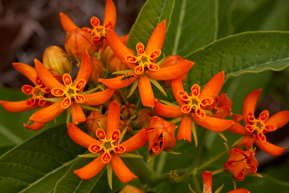 Stathmostelma spectabile subsp. spectabile