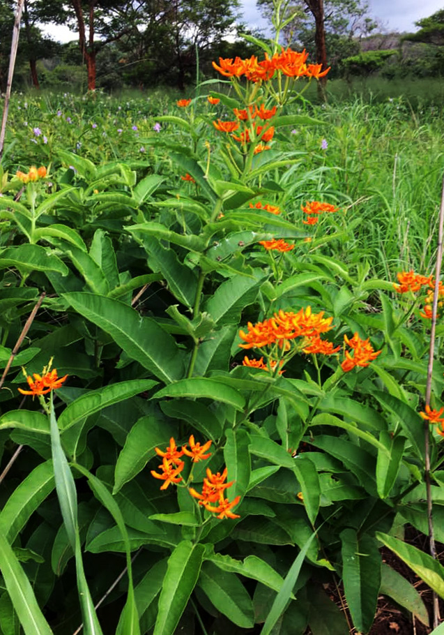 Stathmostelma spectabile subsp. spectabile