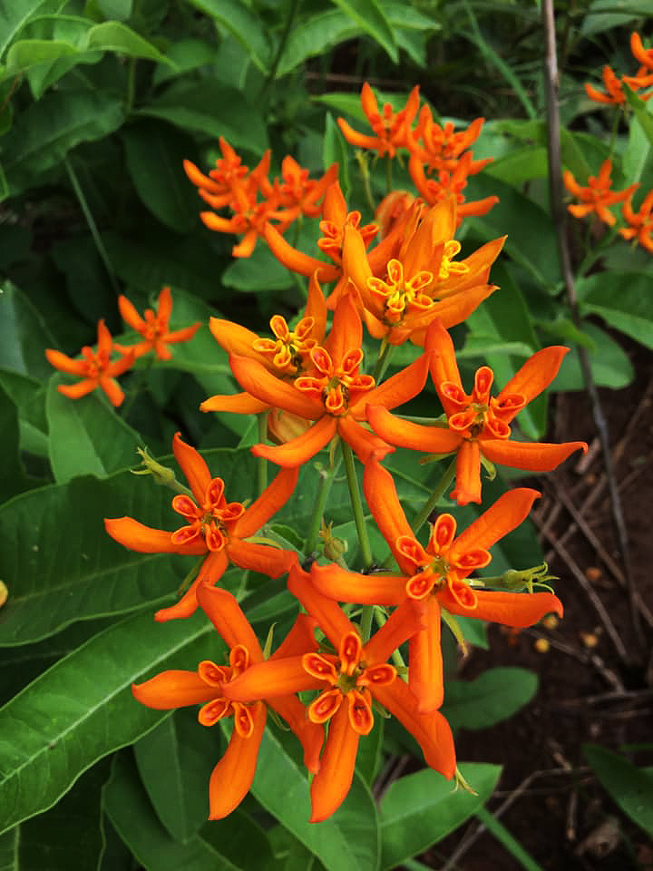 Stathmostelma spectabile subsp. spectabile