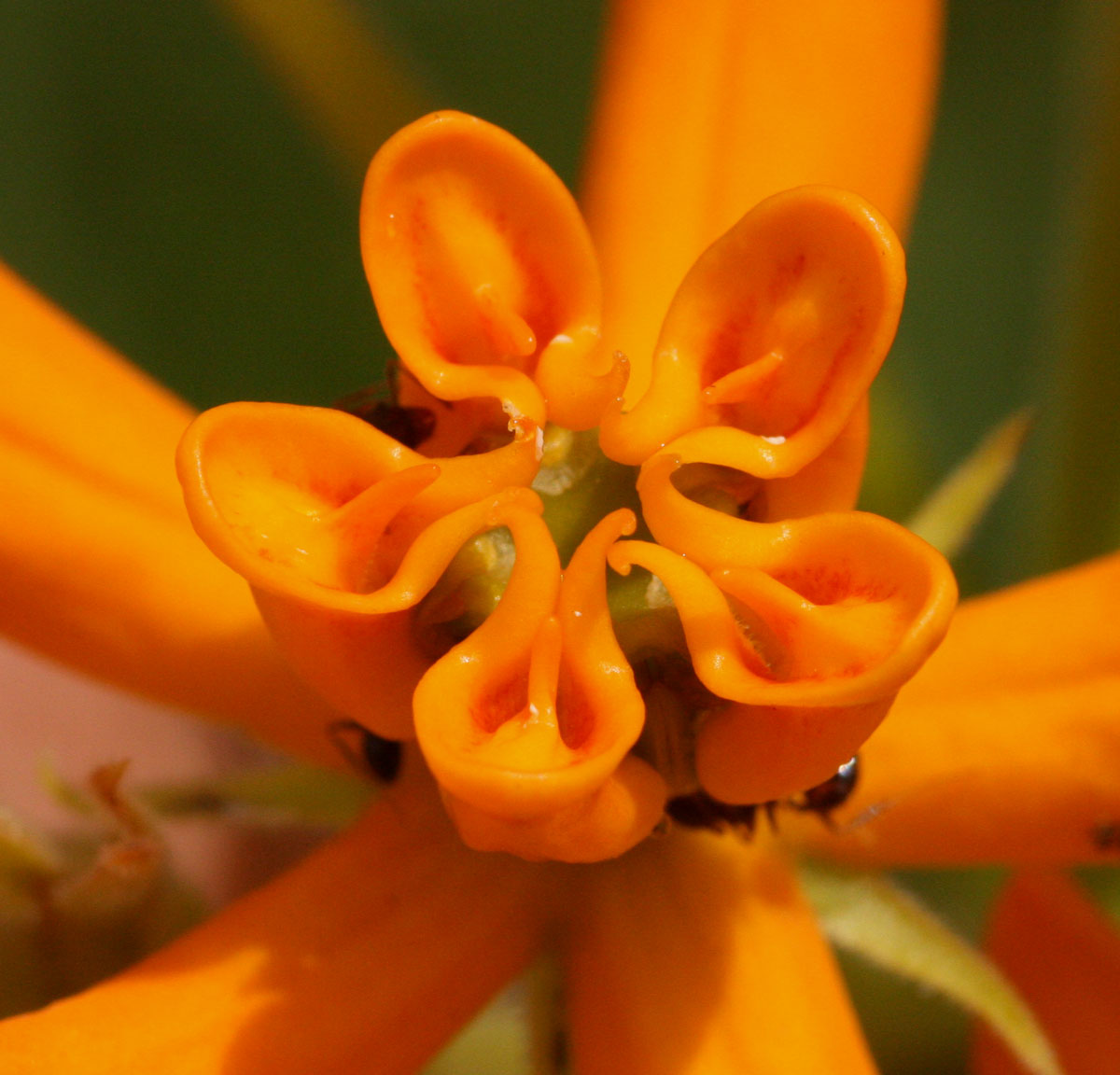 Stathmostelma spectabile subsp. spectabile