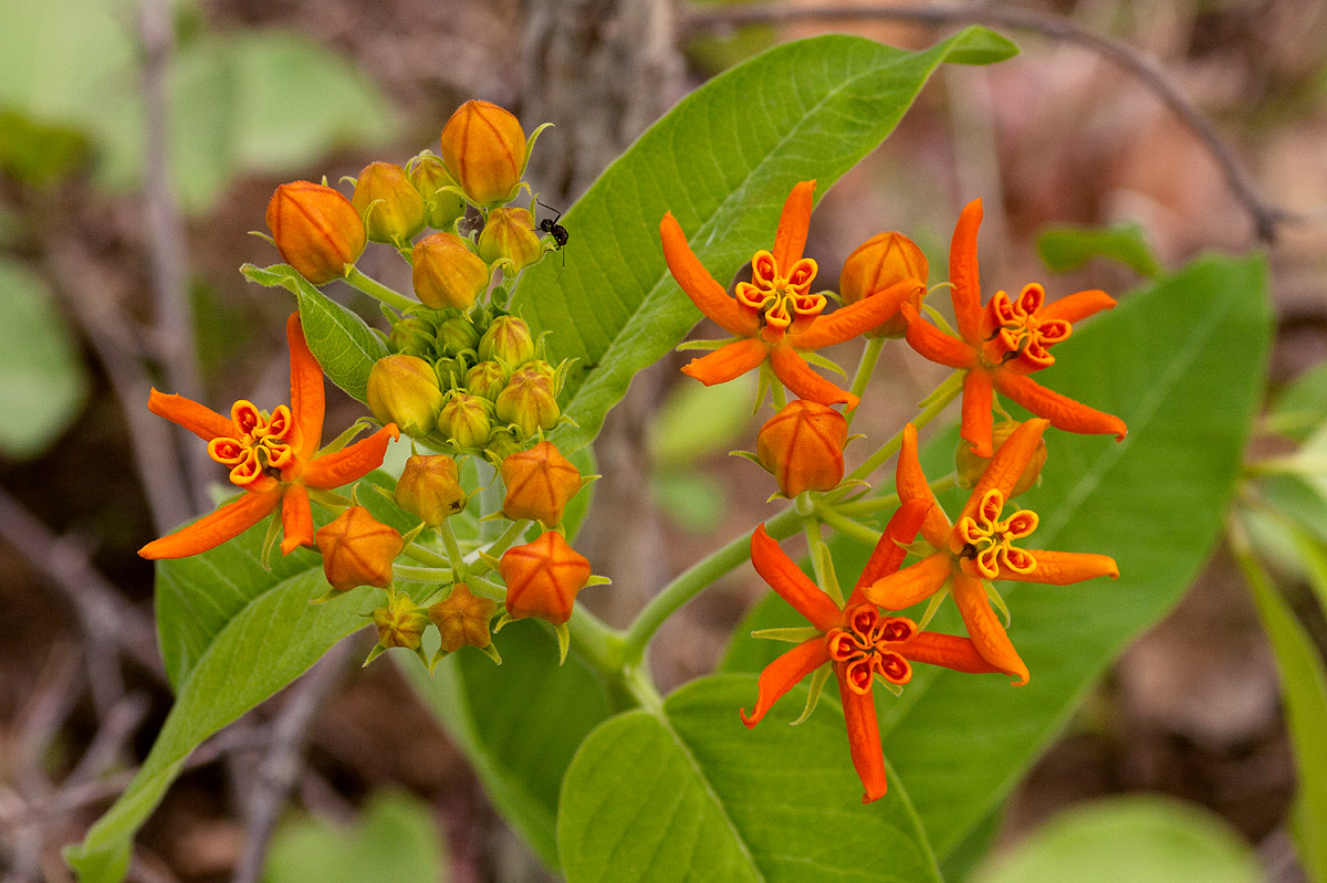 Stathmostelma spectabile subsp. spectabile