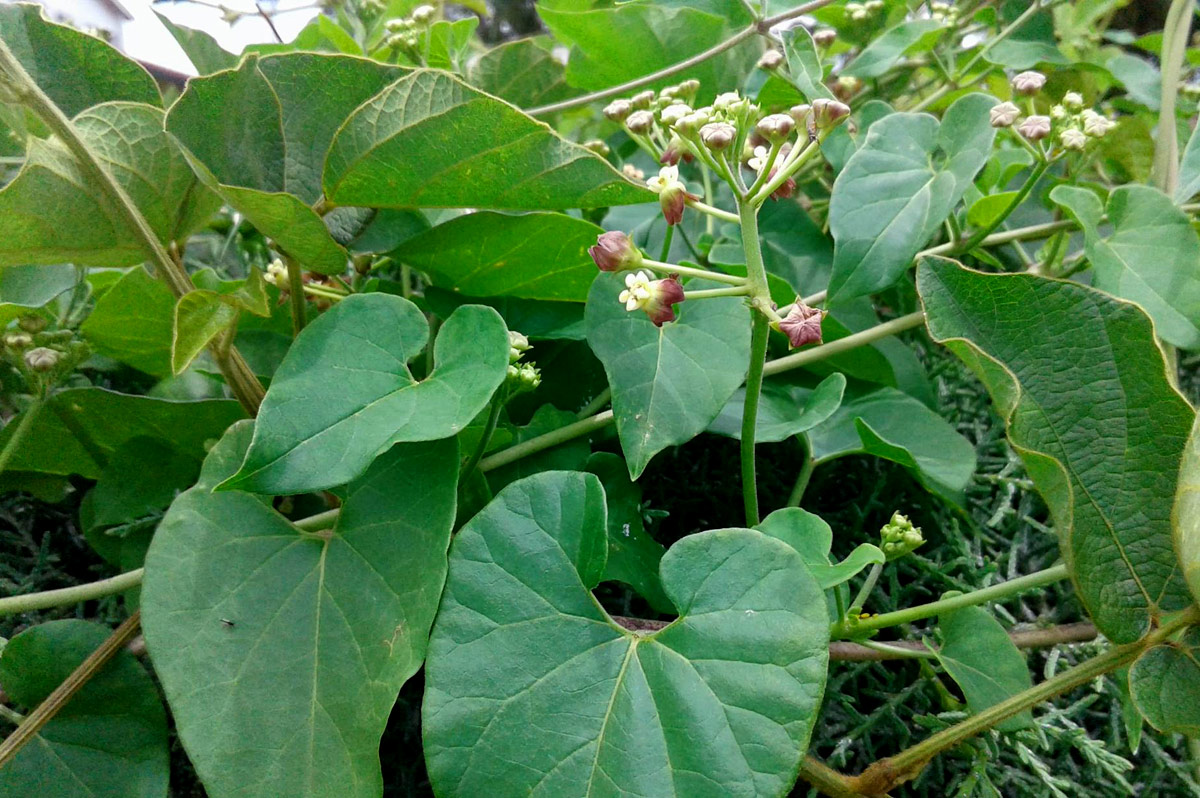 Pentarrhinum insipidum