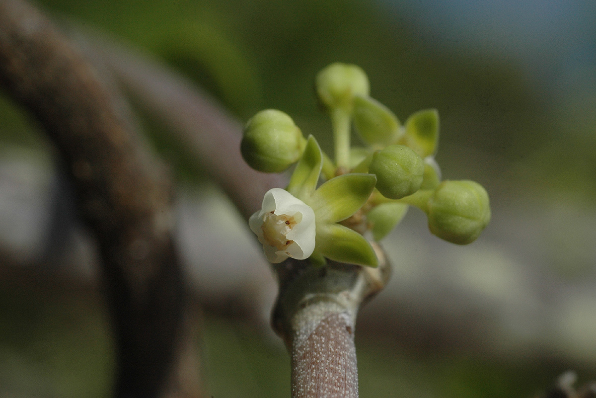 Cynanchum gerrardii subsp. gerrardii