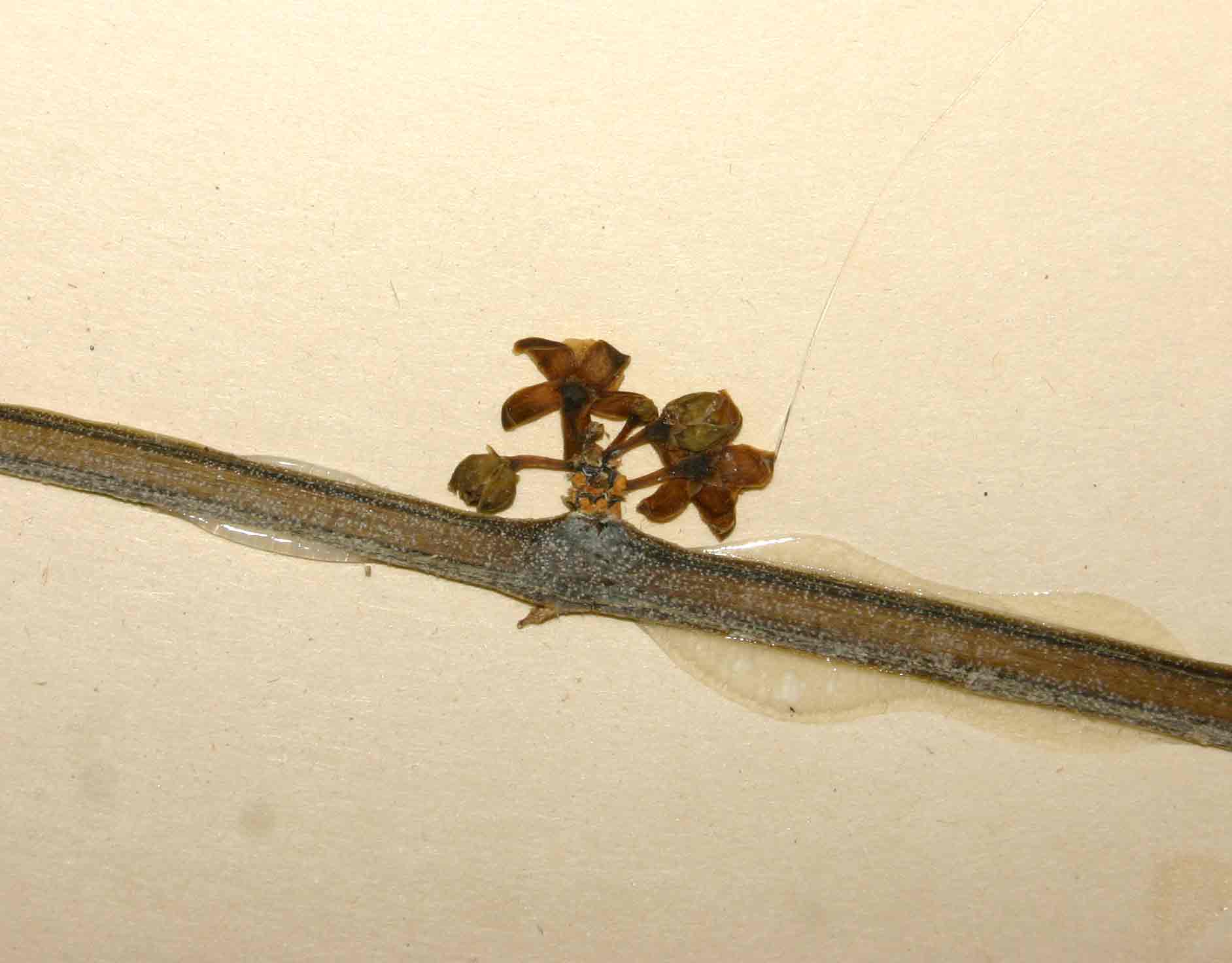 Cynanchum gerrardii subsp. gerrardii Cynanchum gerrardii subsp. gerrardii