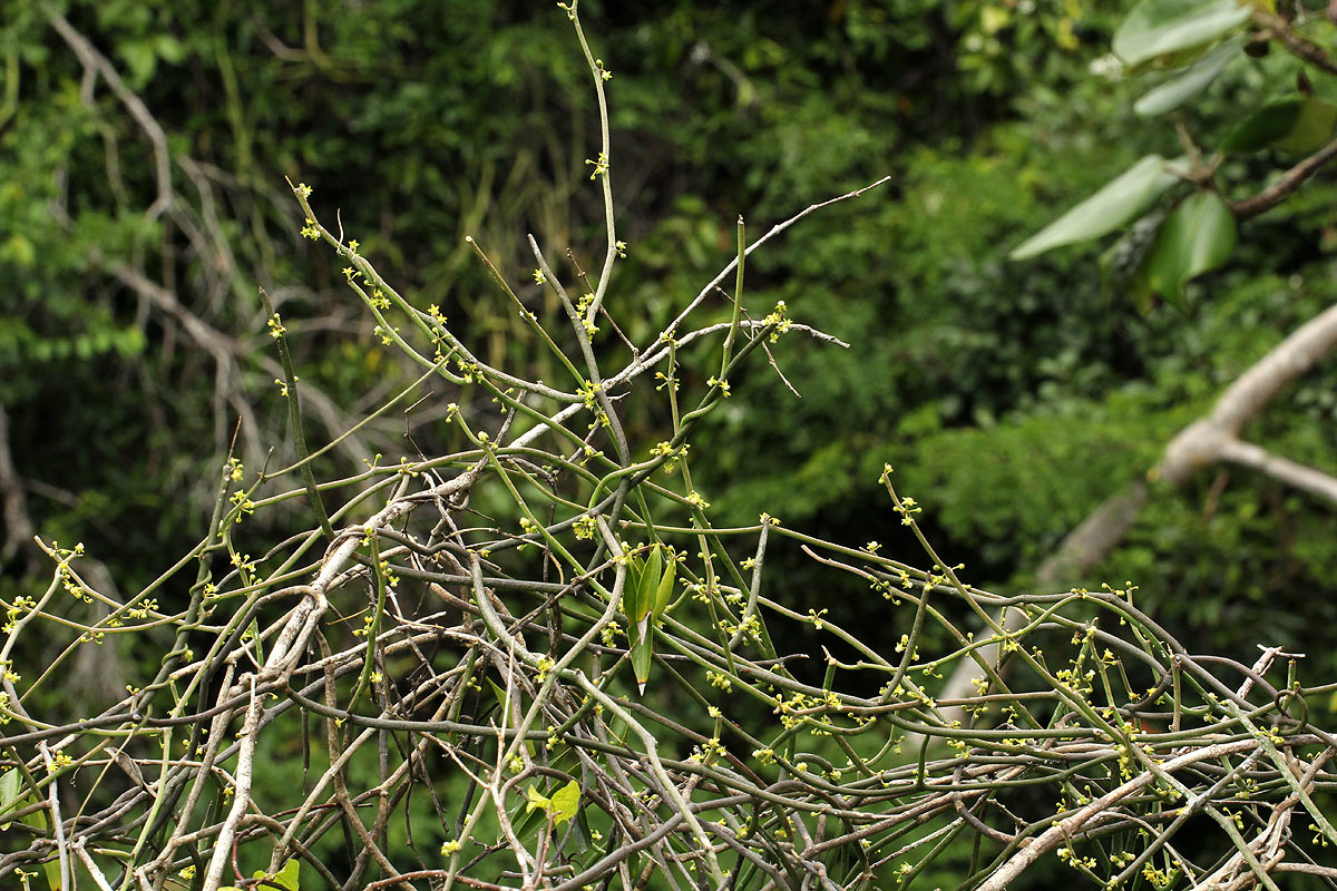 Cynanchum gerrardii subsp. gerrardii Cynanchum gerrardii subsp. gerrardii