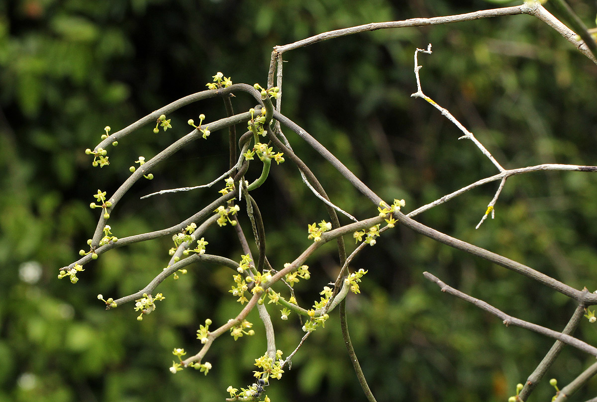 Cynanchum gerrardii subsp. gerrardii Cynanchum gerrardii subsp. gerrardii