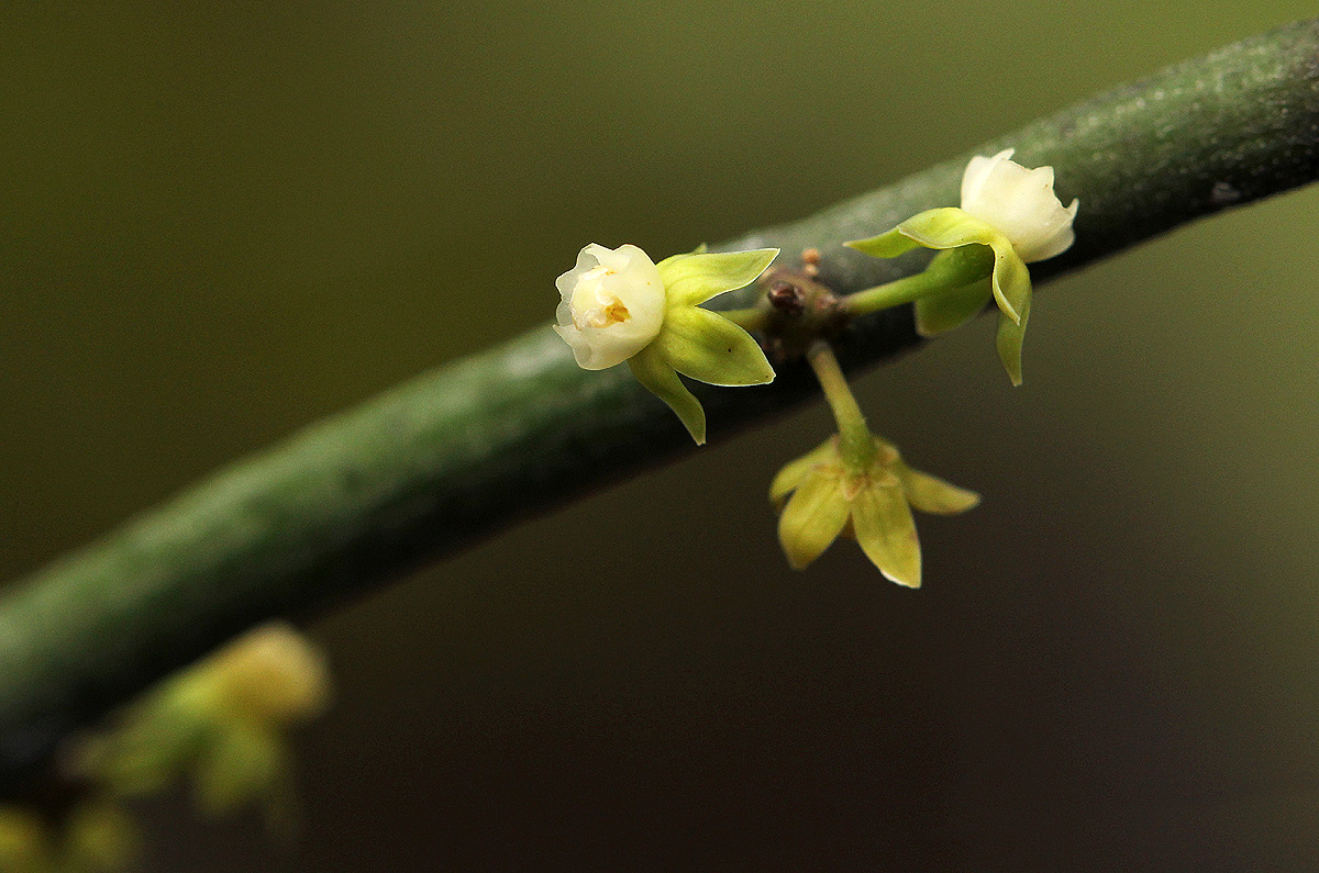 Cynanchum gerrardii subsp. gerrardii Cynanchum gerrardii subsp. gerrardii