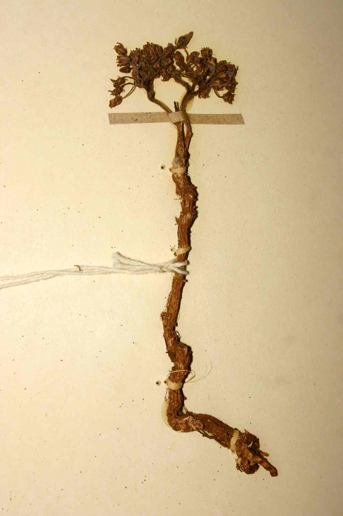 Cynanchum praecox Cynanchum praecox