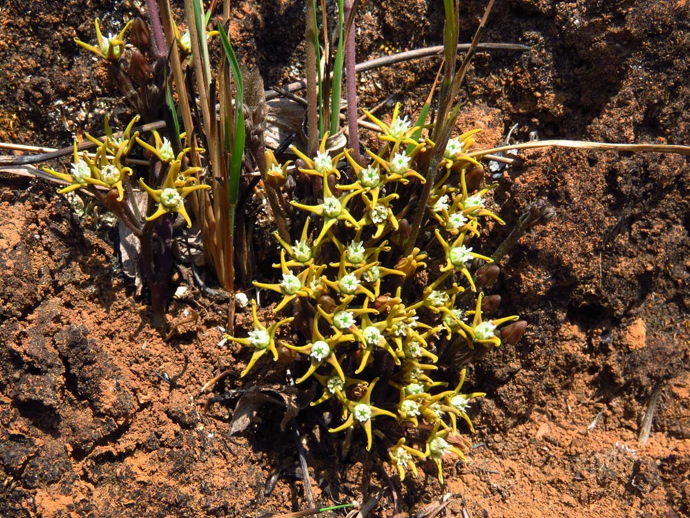 Cynanchum praecox Cynanchum praecox