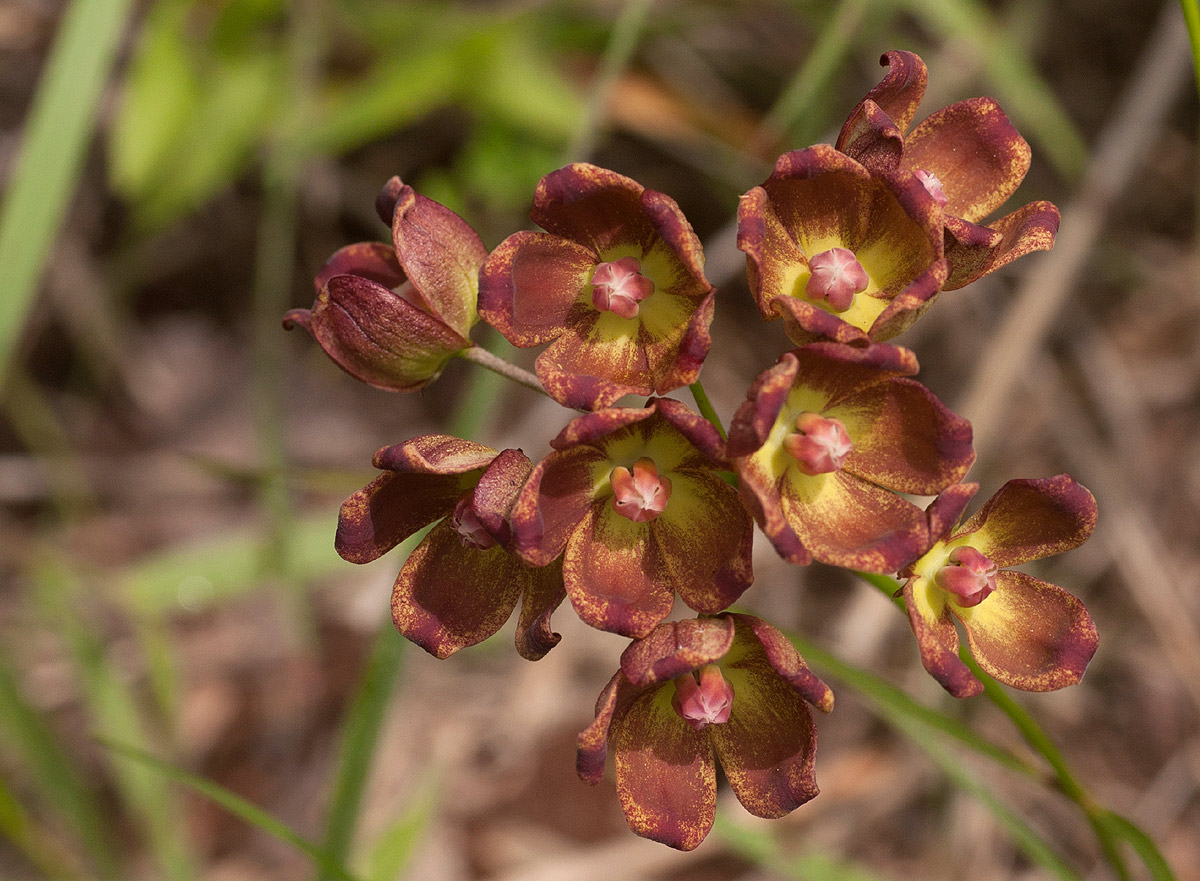 Glossostelma carsonii