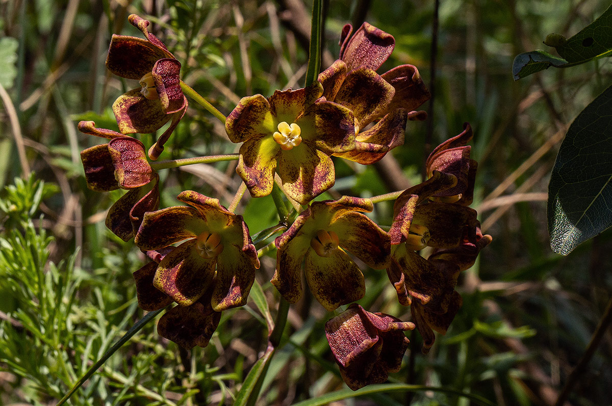 Glossostelma carsonii Glossostelma carsonii