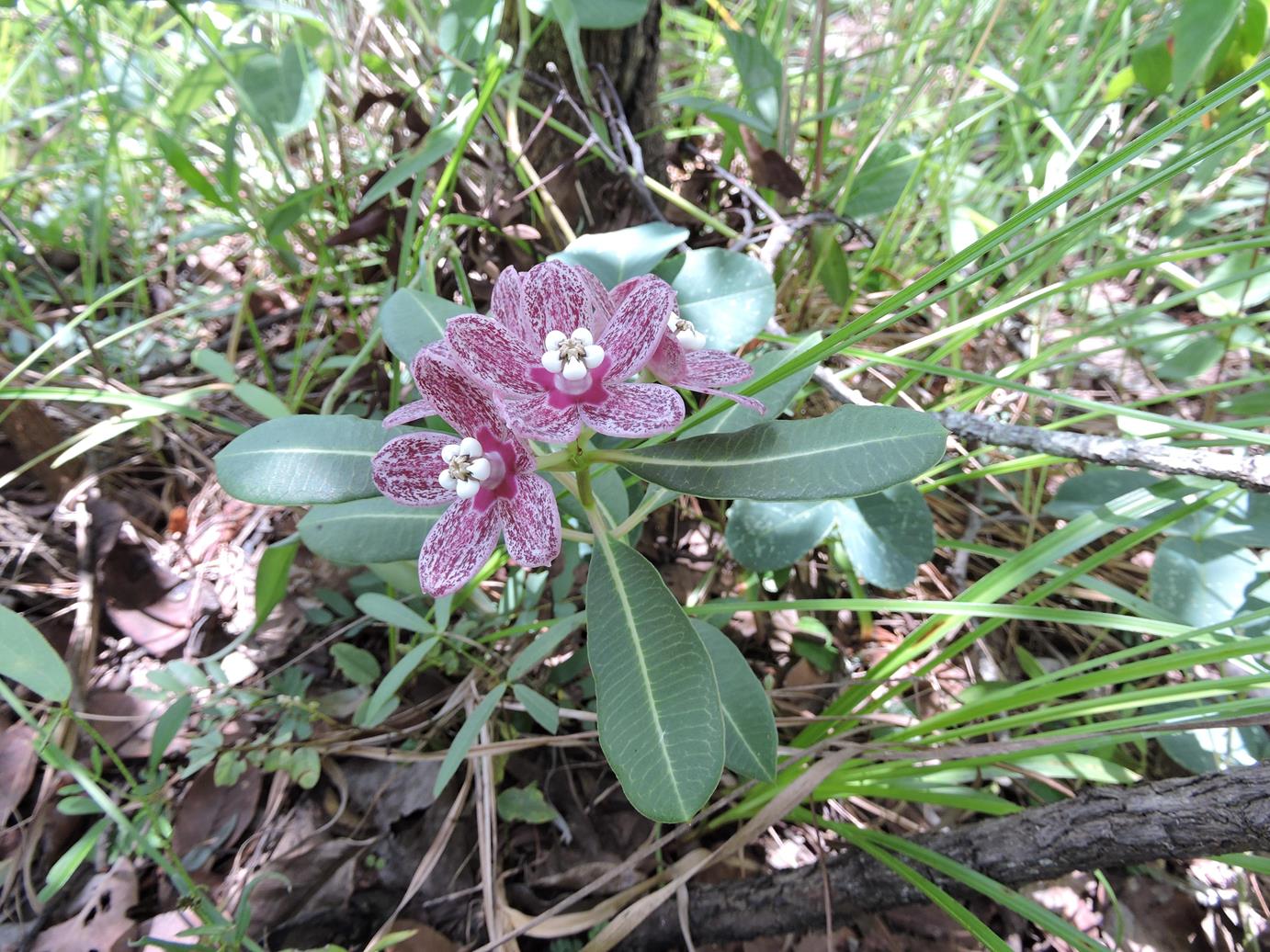 Glossostelma spathulatum Glossostelma spathulatum