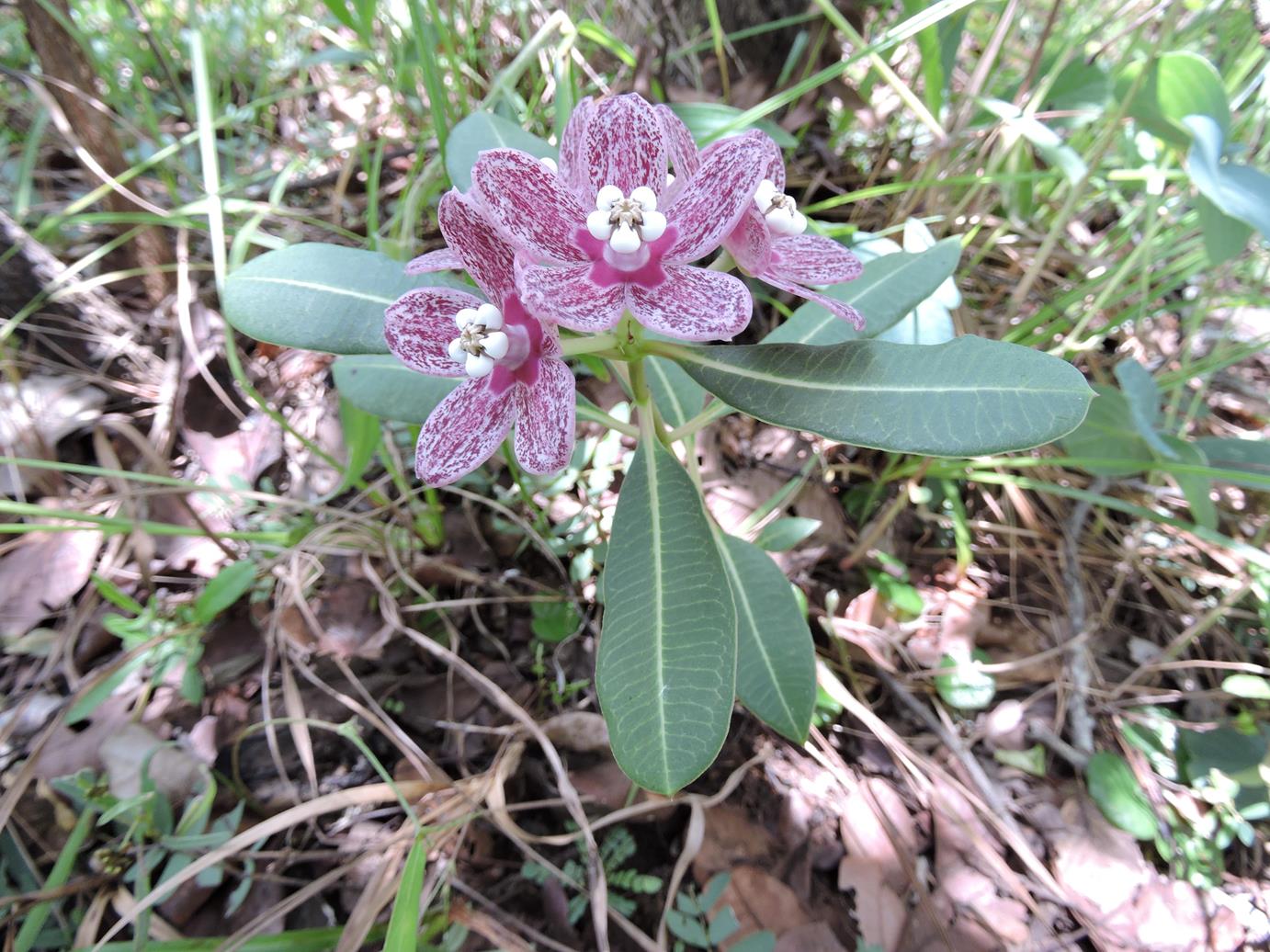 Glossostelma spathulatum