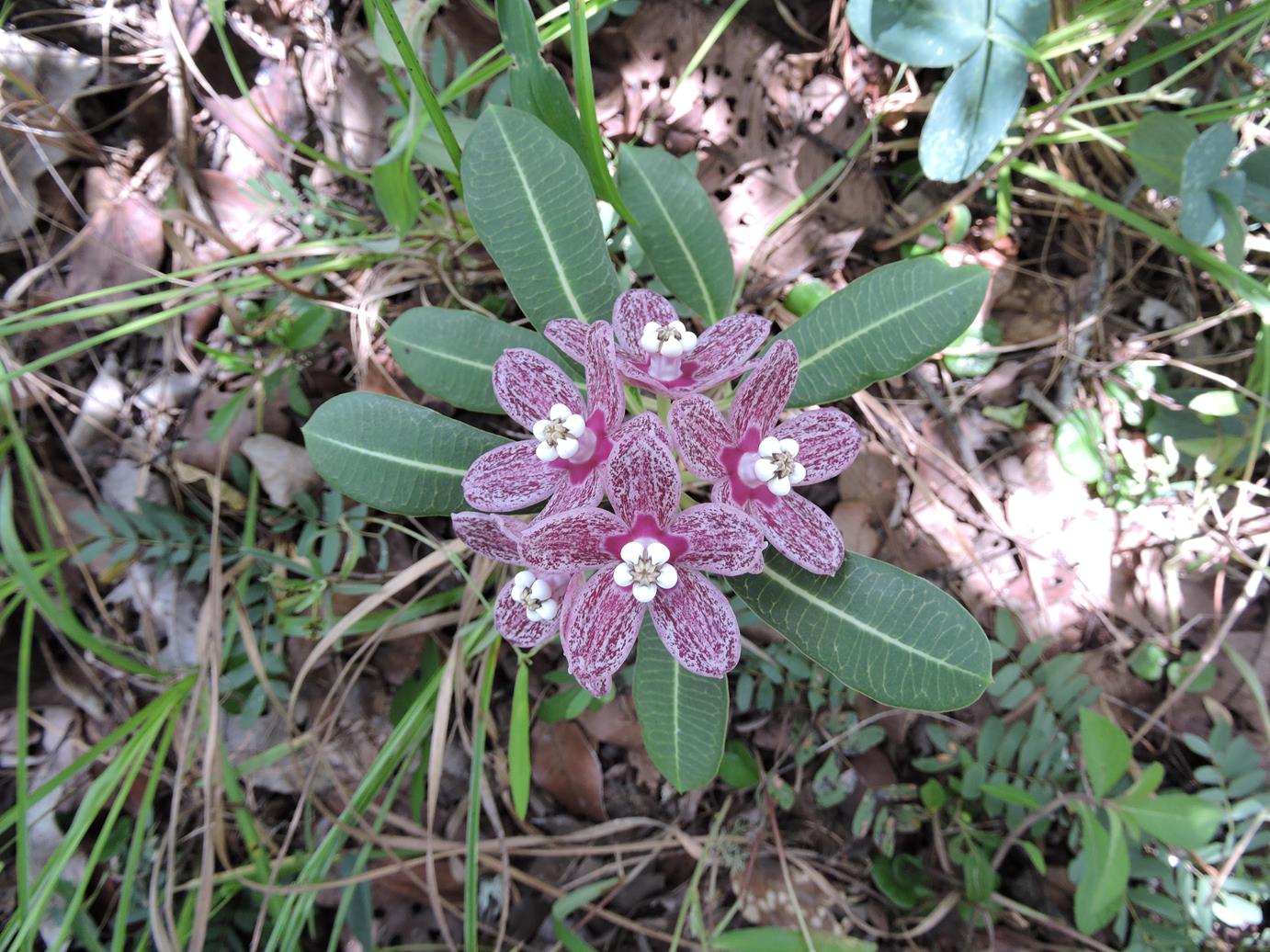 Glossostelma spathulatum