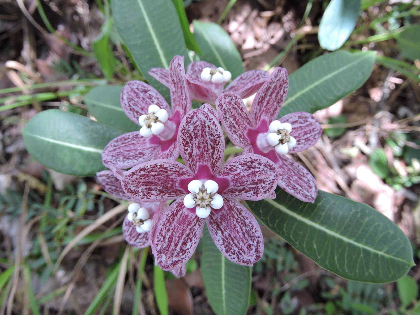 Glossostelma spathulatum