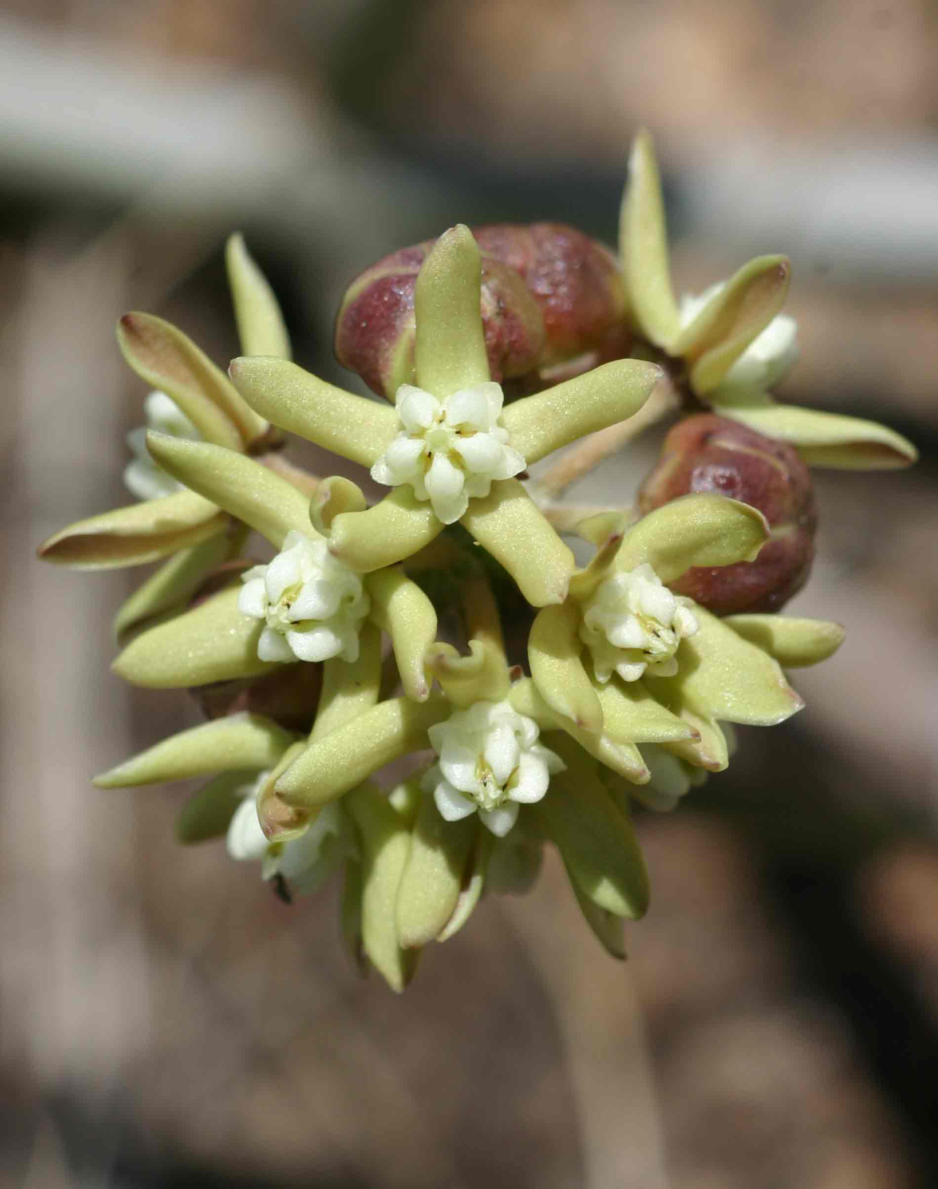 Cynanchum viminale subsp. suberosum