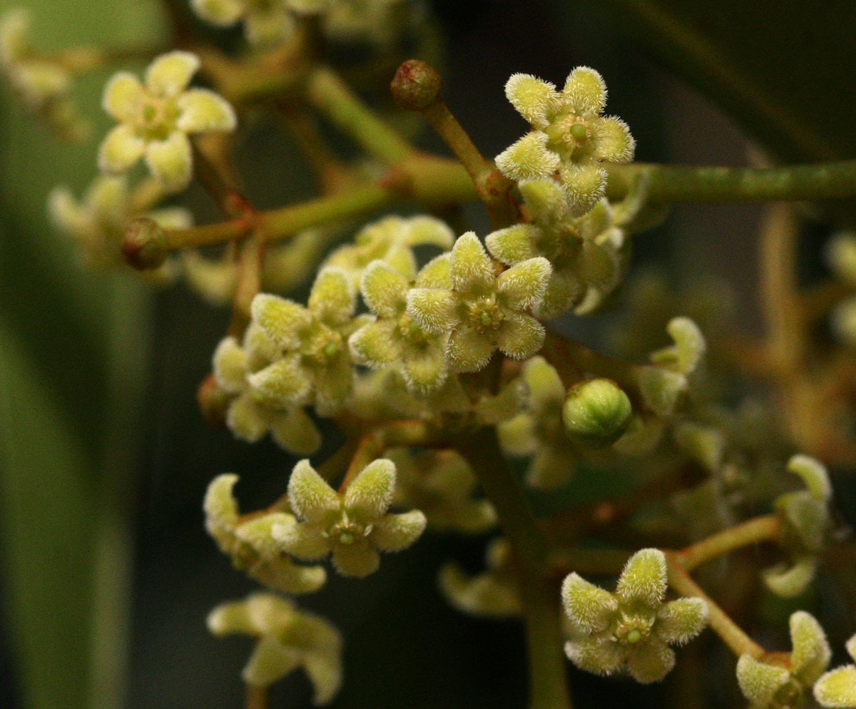 Secamone alpini Secamone alpini