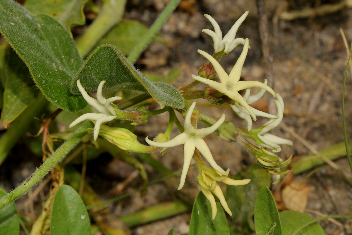 Orthanthera jasminiflora