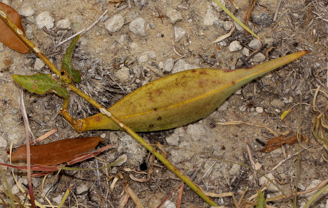 Orthanthera jasminiflora