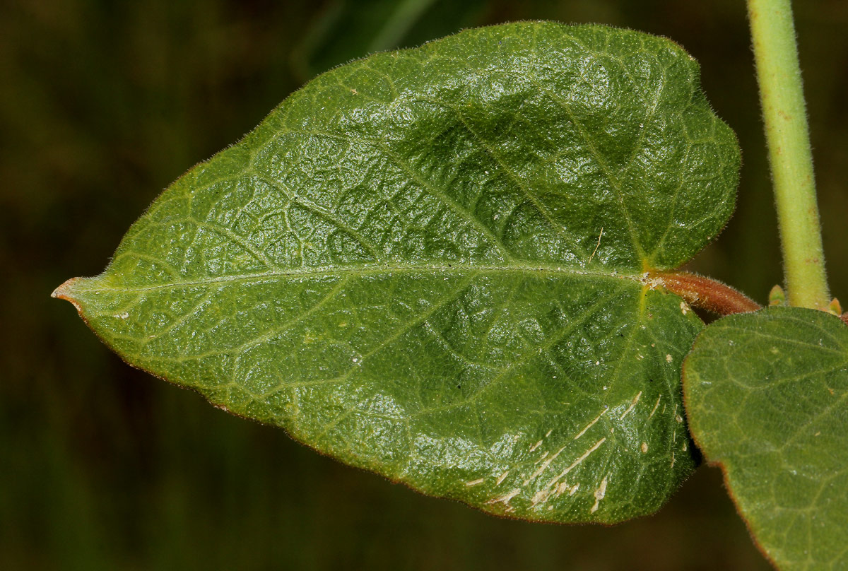 Orthanthera jasminiflora Orthanthera jasminiflora