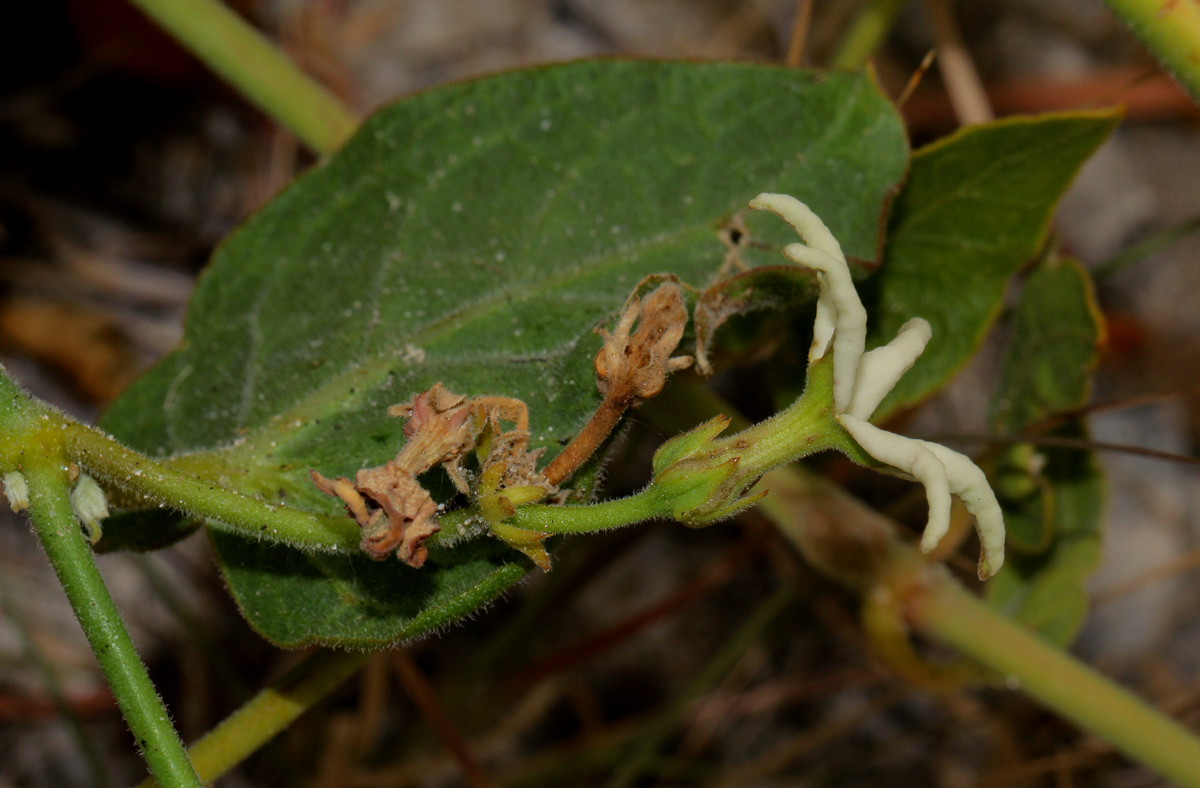 Orthanthera jasminiflora