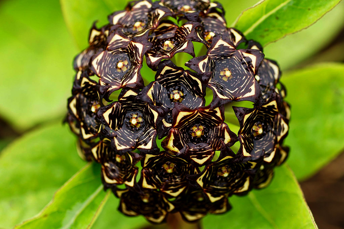 Ceropegia buchananii Ceropegia buchananii