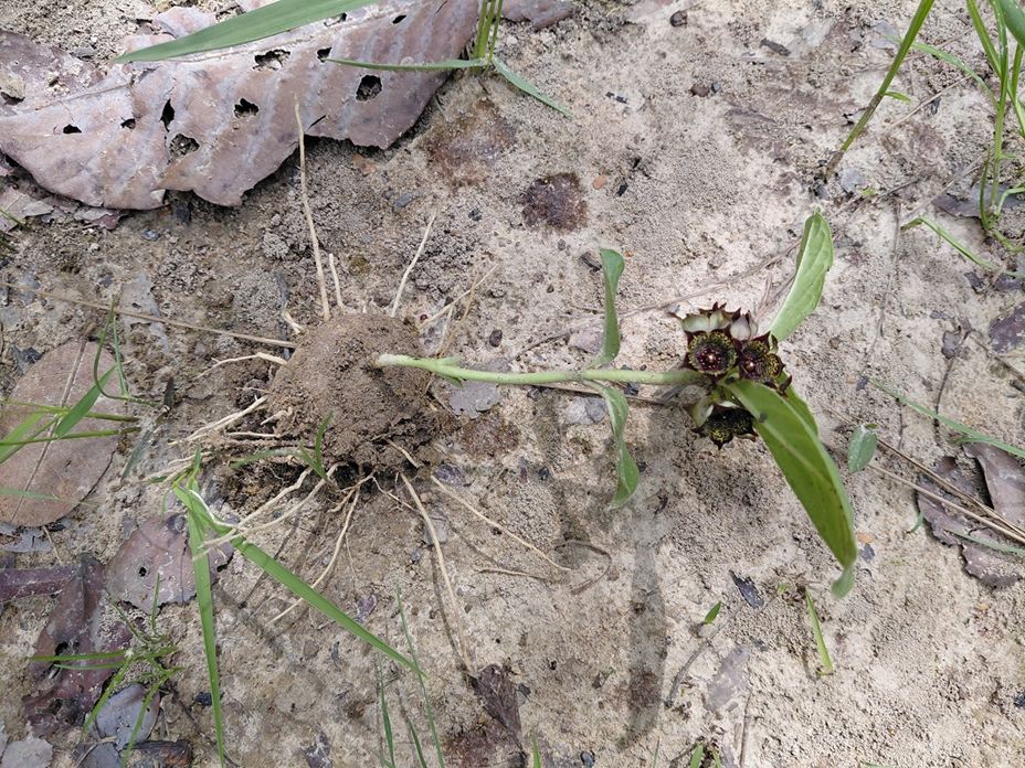 Ceropegia buchananii