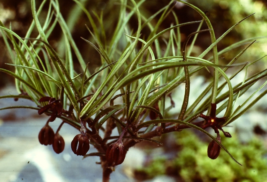 Ceropegia plocamoides