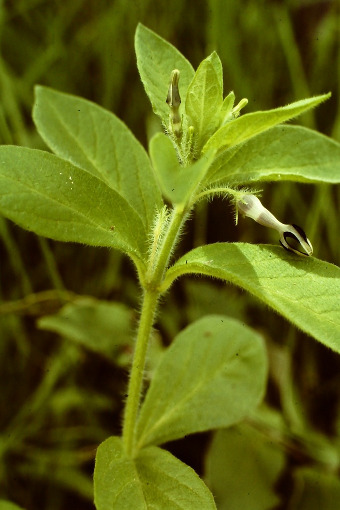 Ceropegia abyssinica