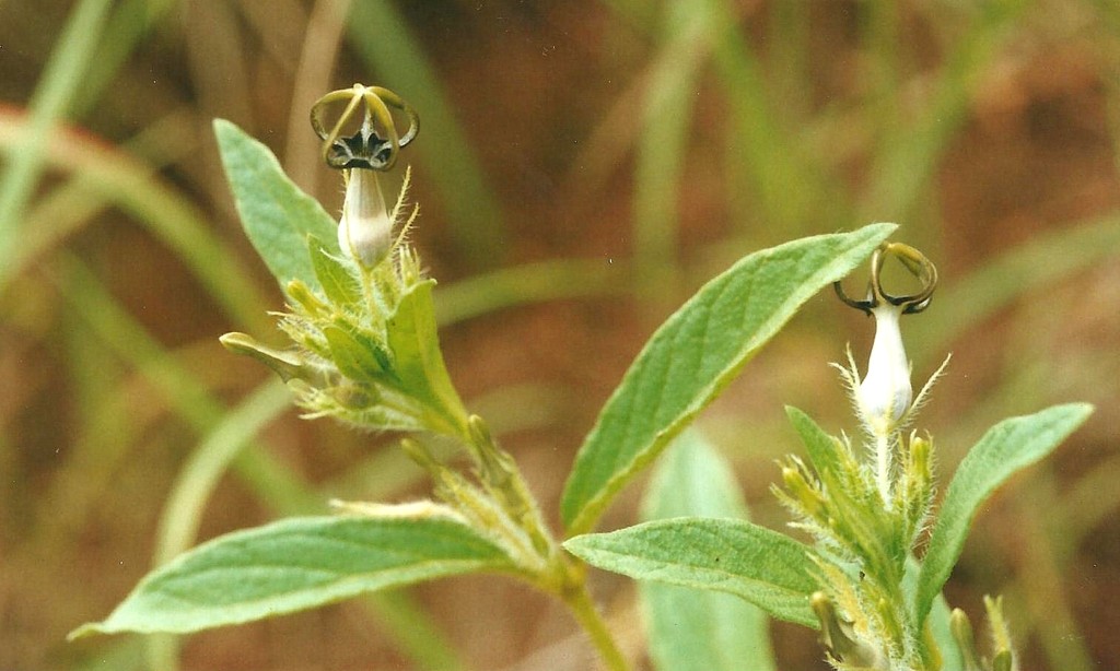 Ceropegia abyssinica