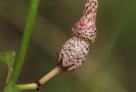 Ceropegia nilotica