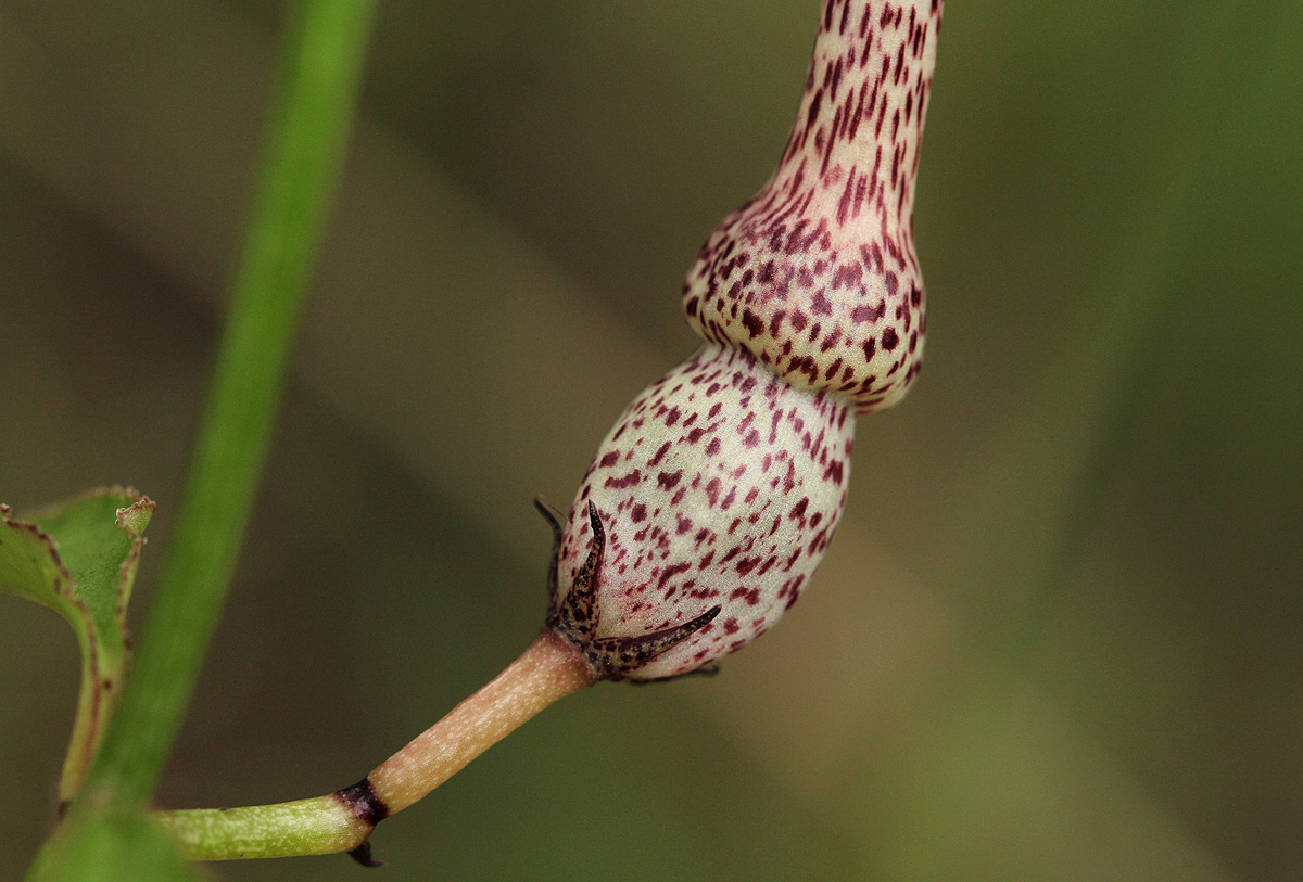 Ceropegia nilotica Ceropegia nilotica