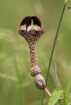 Ceropegia nilotica